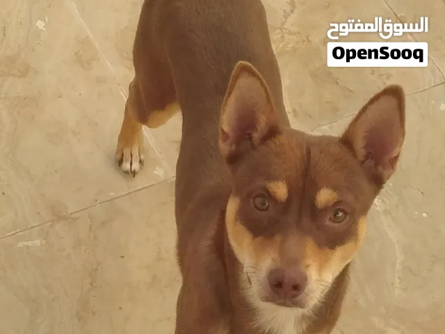 تشيواوا للبيع