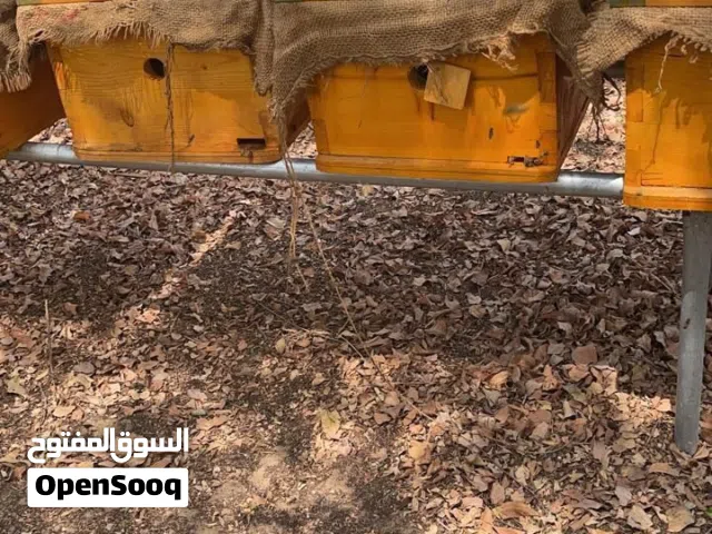 خلايا نحل وانتاج عسل