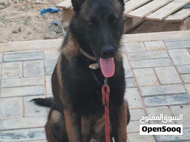 عمره شهور مالينوه سلاله مشالله وصحته مشالله مطعم تطعيماته كلهن وبالكتيب متاعه سعره 1000 غير قابل لنق