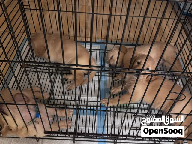 كولدين  للبيع  العمر 45
