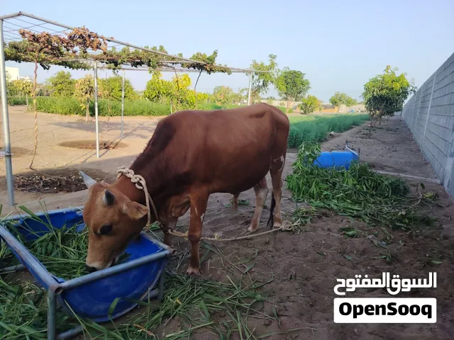 ثور جرسي + بقرتين+عجل،