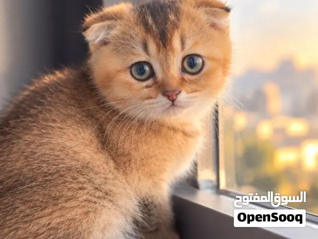 سكوتش فولد ذكر