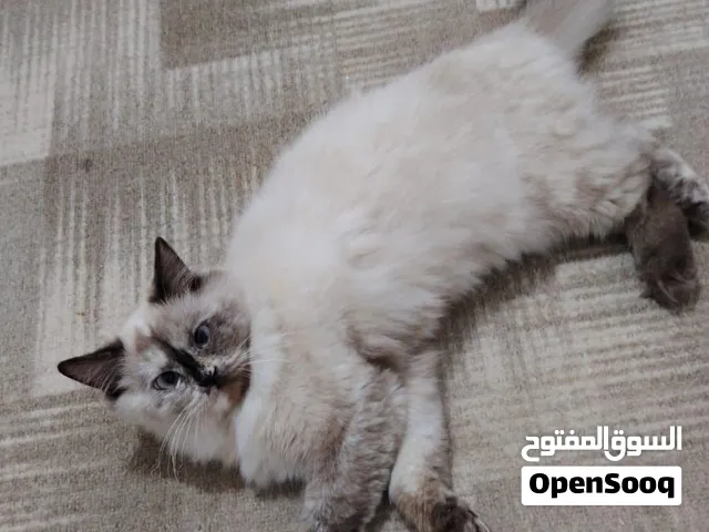 قطط منزلية