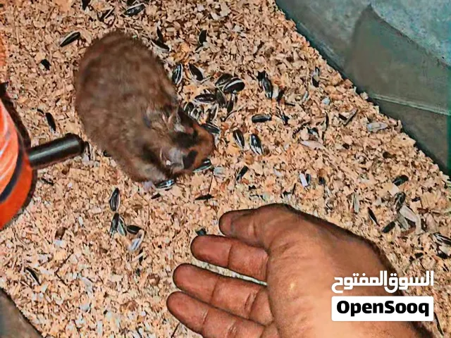 هامستر سوري