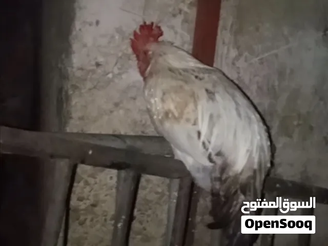 ديوك بلدي في دورا