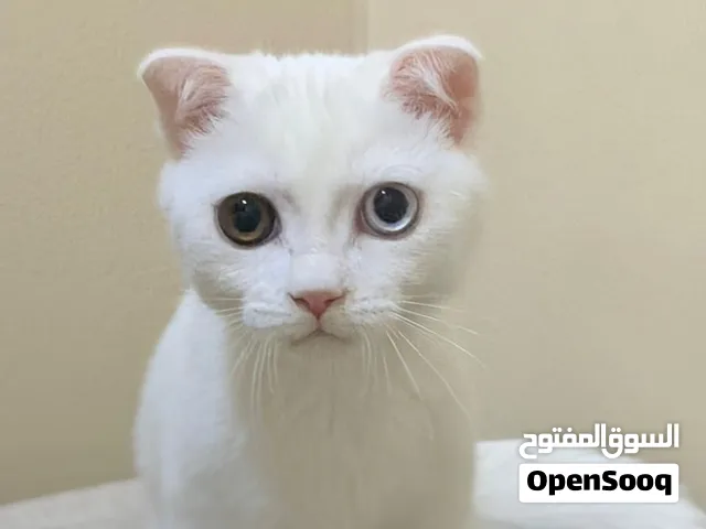 قطط جميلة