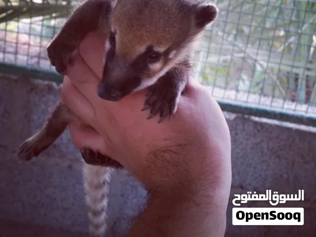 للبيع حيوان الناسو ناسو النادر