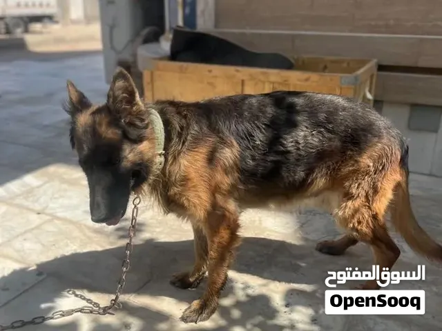 جيرمن 7اشهر