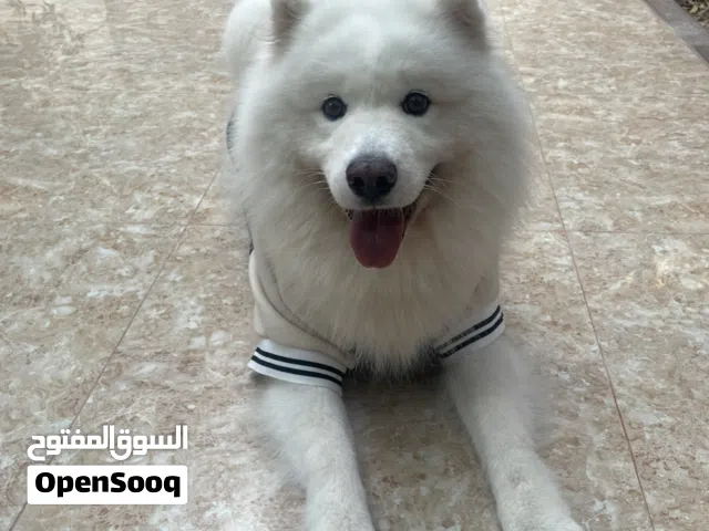 Samoyed male dog