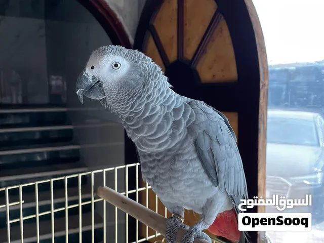 ببغاء كاسكو أليف متكلم بصحة جيدة