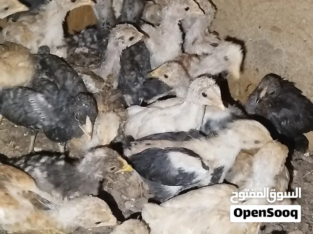 للبيع: صيصان مشكلة بعمر شهر (مفطومة ومحصنة جاهزة) العدد: 33 صوص. العمر: شهر