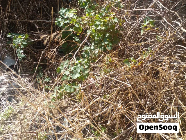 شراء ارض فلاحية مطلة على البحر 2الى3هك