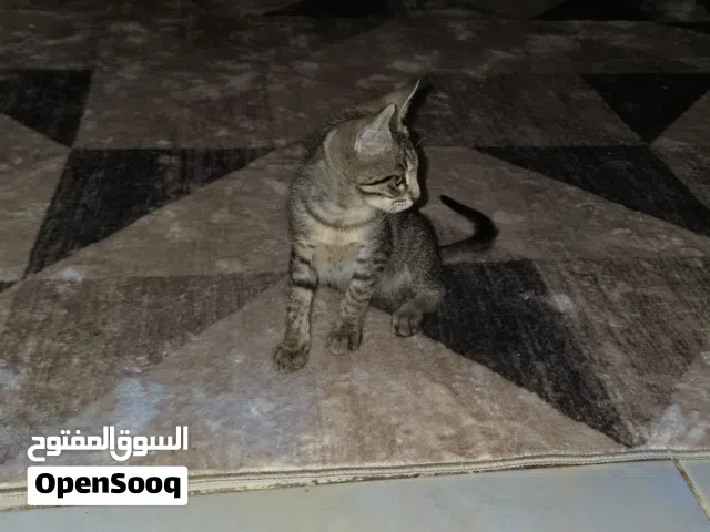 kitten for adoption 3 months old