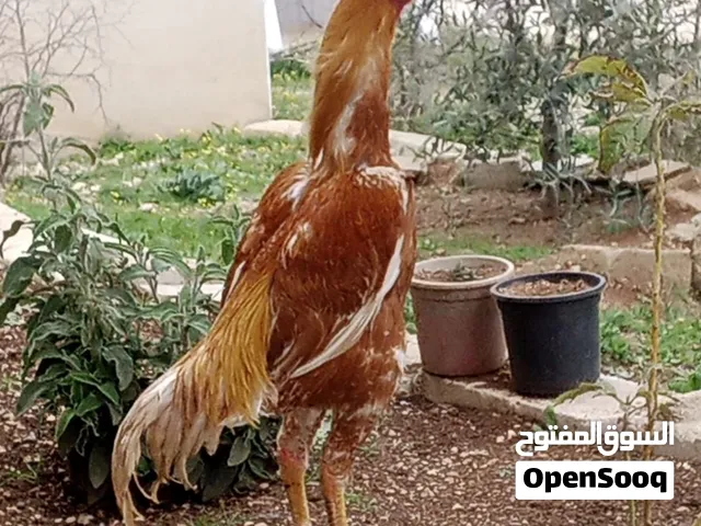 بيض باكستاني مخصب بالصلاه على النبي