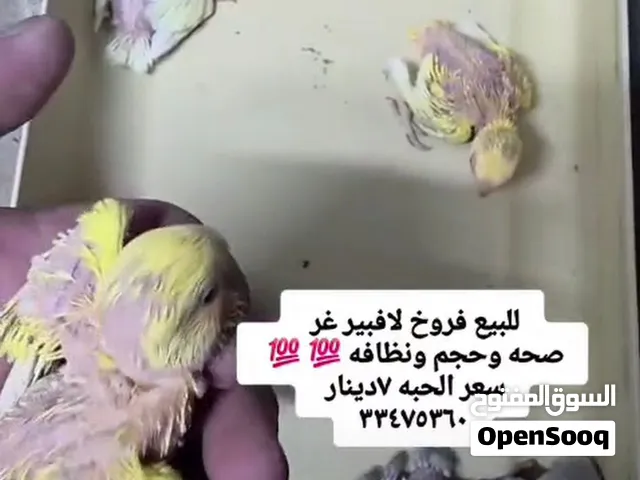 للبيع فروخ لافبير غر صحه وحجم ونظافه.  سعر الحبه 7دينار