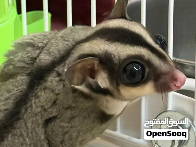 حيوان سنجاب طائر ذكر العمر شهرين ونص