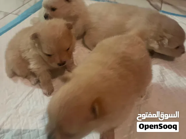 بومرينيان اصلي