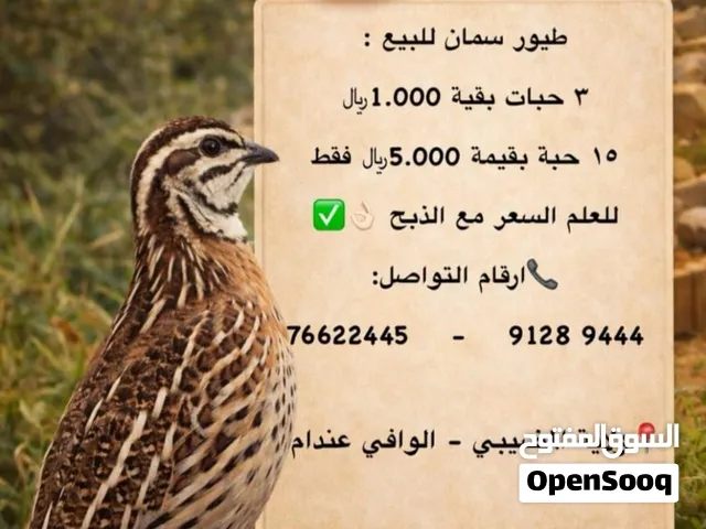 طيور سمان (الفرّي)
