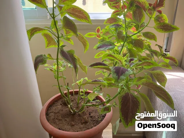 نباتات داخليه جميله جدا نبتيتين مع كوارهم