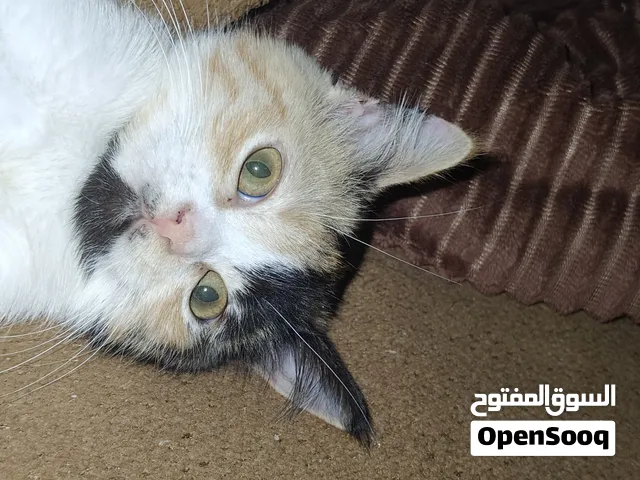 قطة انثى للتبني مهجنة شيرازي مع محلي مع دفتر لقاحات