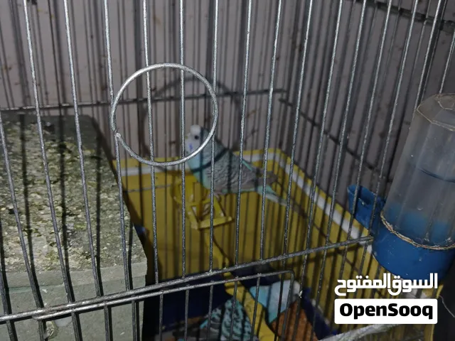عصافير حب للبيع كامل متكامل ب 13