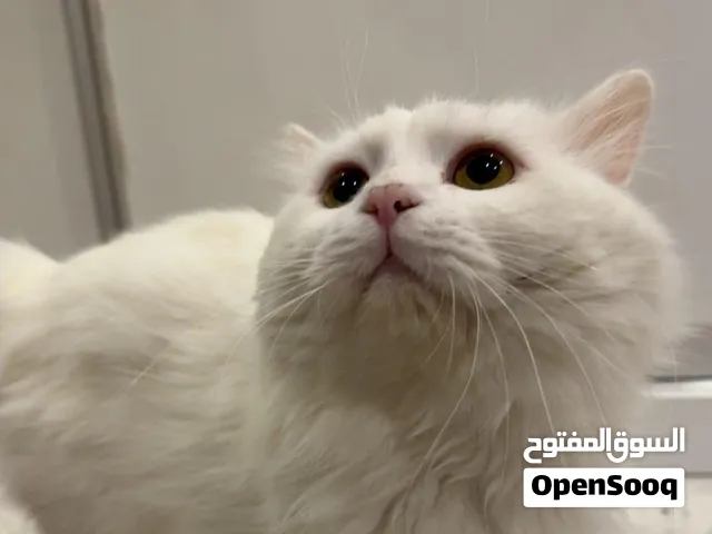 قط شيرازي عمره سنتين للتبني مجانا لواحد يخاف الله ويتقِ الله فيه، مطعم ومعاه صندوق الفضلات حقه