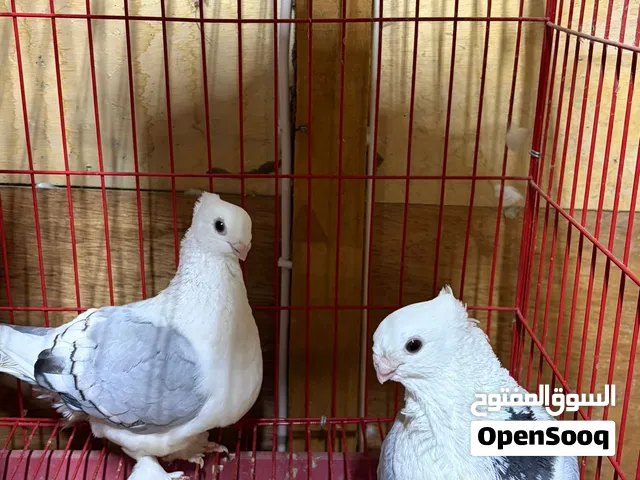 حمام سوري ، محاكر