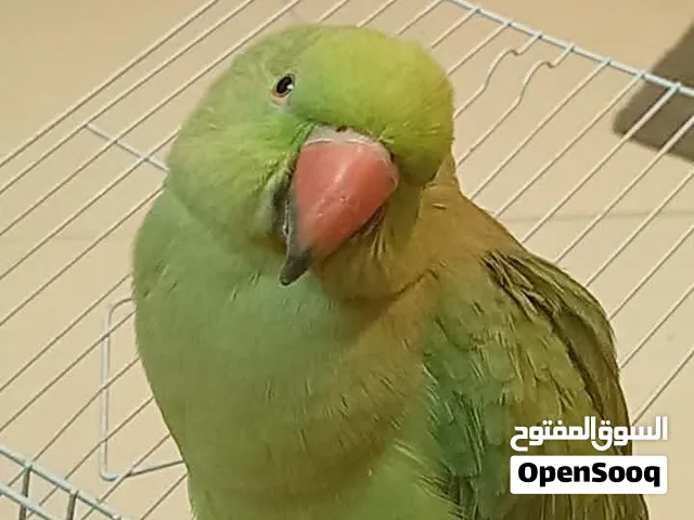 بغباء أنثى درة هندى للبيع أليفة 8 اشهر
