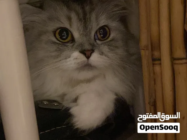 قطة أليفه متعودة على اللتر ولطيفة للتبني مع جميع اغراضها