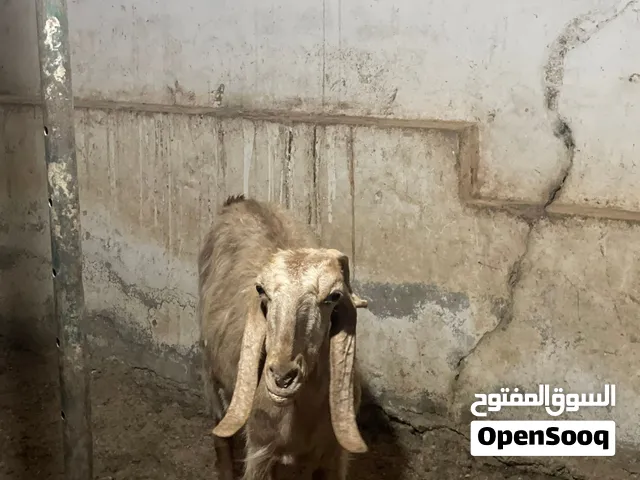 بسم الله الرحمن الرحيم متاح عنز سن جمع نظيف حليب