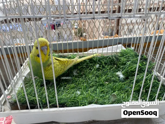 متاح محموعه عصافير مختلفه مابين اسبانجل وكوكتيل وبلاك فيس
