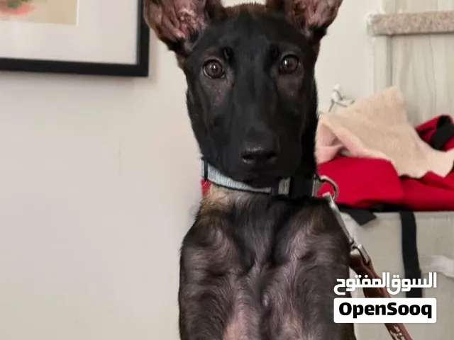 Belgian malanois Female 5.5months old. (100% pure breed)