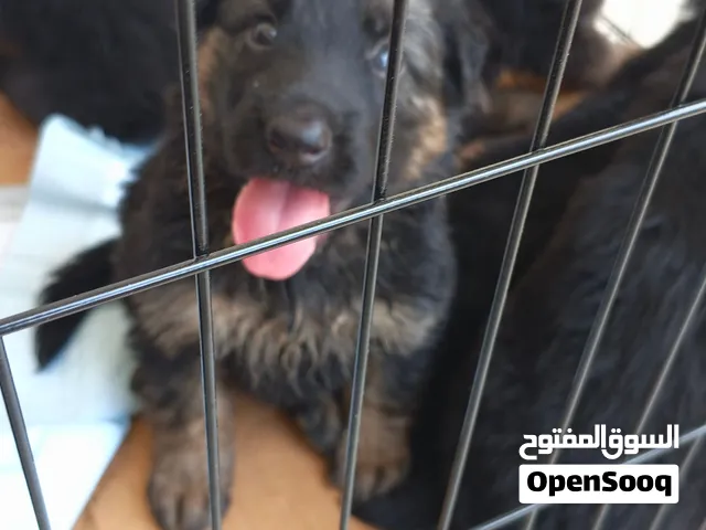 جراوي جيرمن شيبرد بيور لونج هير 38 يوم مستوى عالي