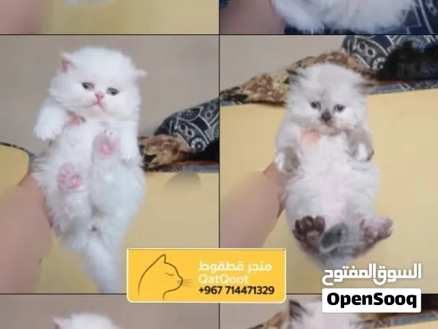 هملايا بلو آيز بيور