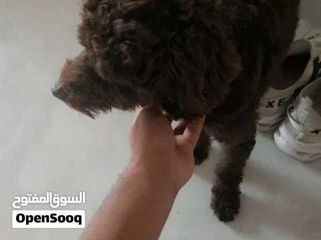 للبيع بودل 2000