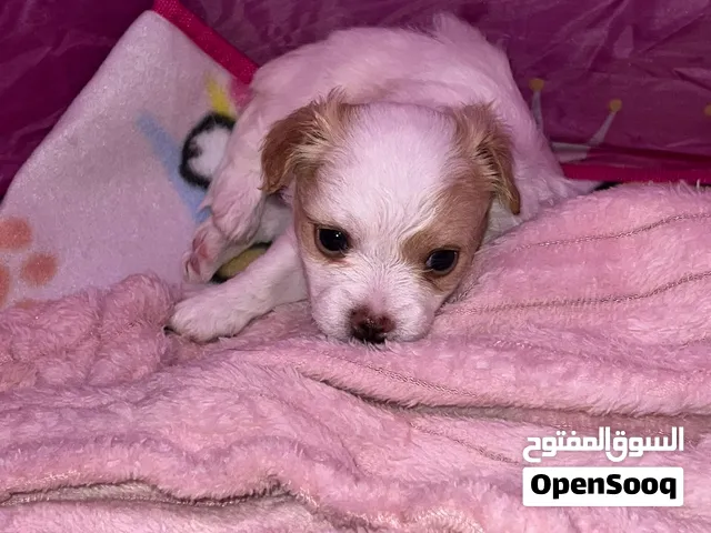 chetzo One month