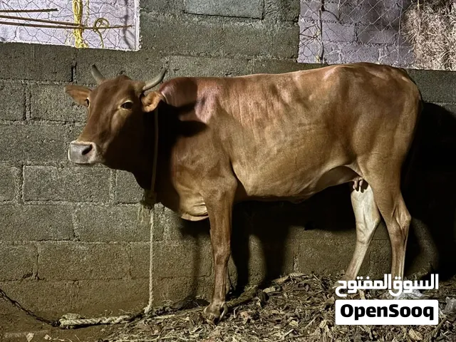 بقره للبيع
