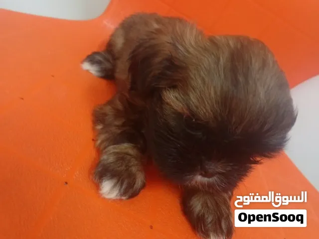 4 sales shitzh 2 months old