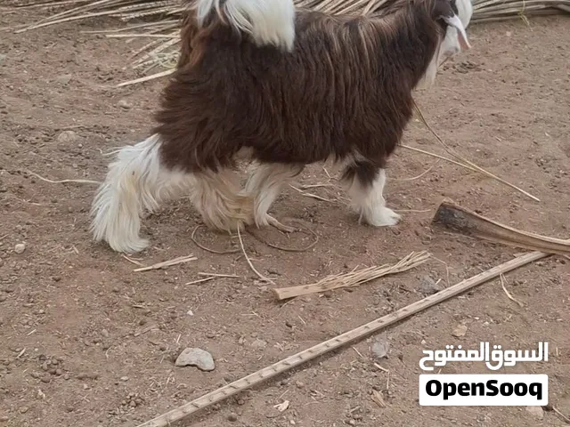 استمارة بيع المواشي جدي لبيع