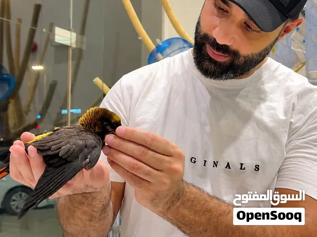 ببغاء لورى ديسكي لون نادر هدد أليف جداً
