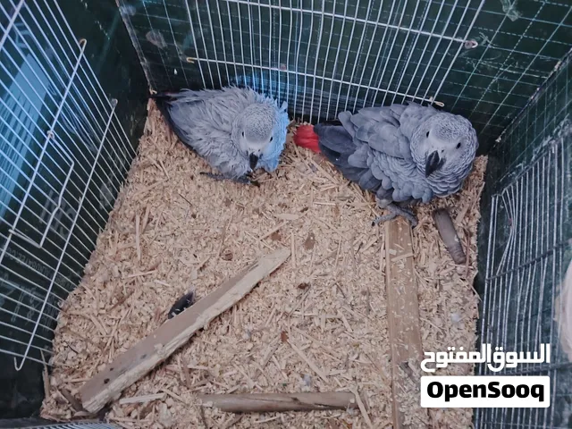 زوج كاسكو اليفات  النثيه مبيضه سابقاً متكلمات يصعدن ع الايد داخل وخارج القفص