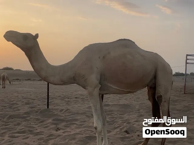 ناقه ام ثالث تصلح حضانه ومنتجه