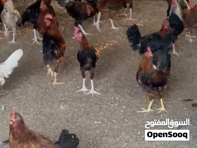 ديك ... محلي