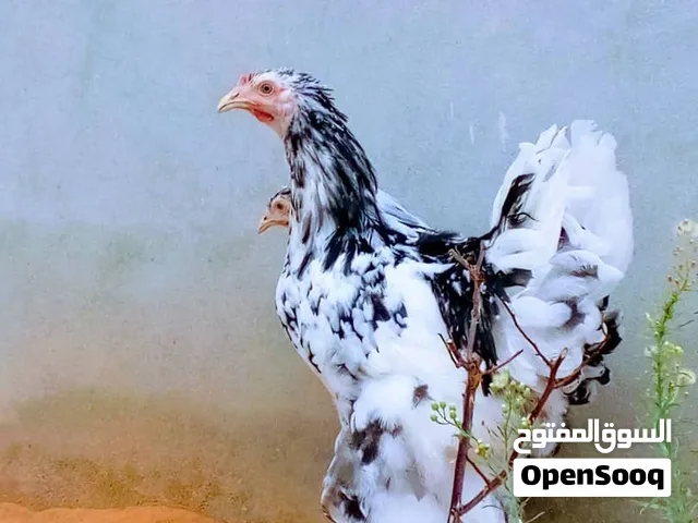برهما فولي عتوقتين وفروج عمرهم4 اشهور حاجه ربي ايبارك