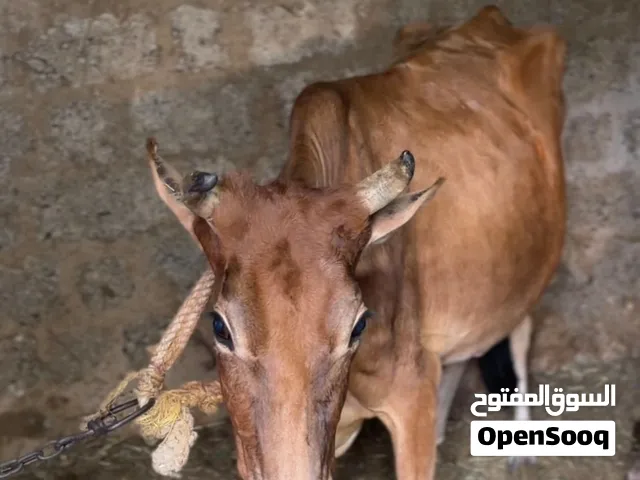 بقرة للبيع