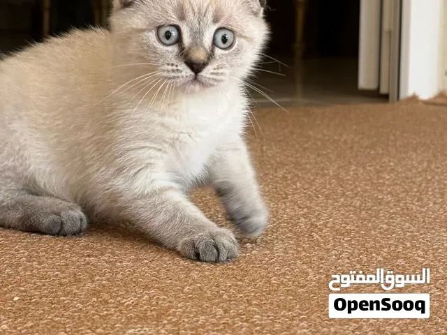 قط سكوتش للبيع
