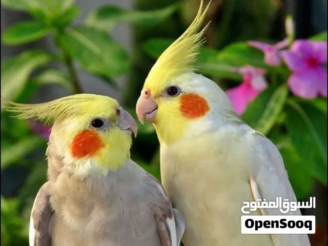 مطلووب زوج نثاية كوكتيلات بسعر مناسب