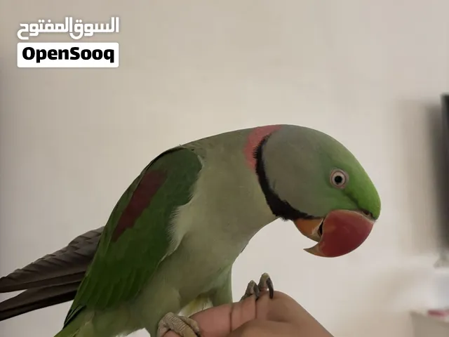 Alexandrine green parrot hand tame and friendly