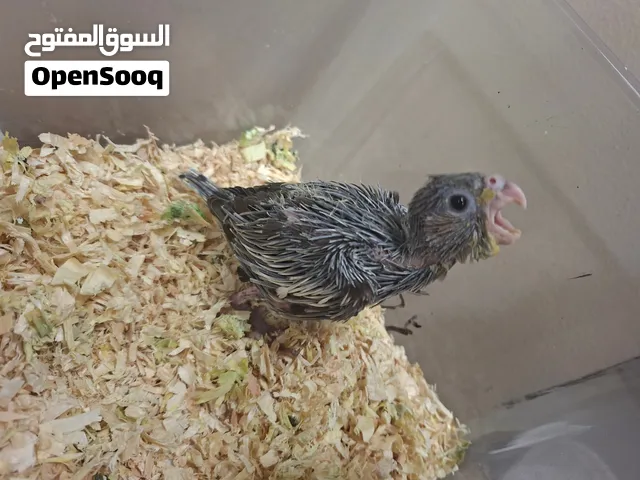 للبيع فرخ كوكتيل