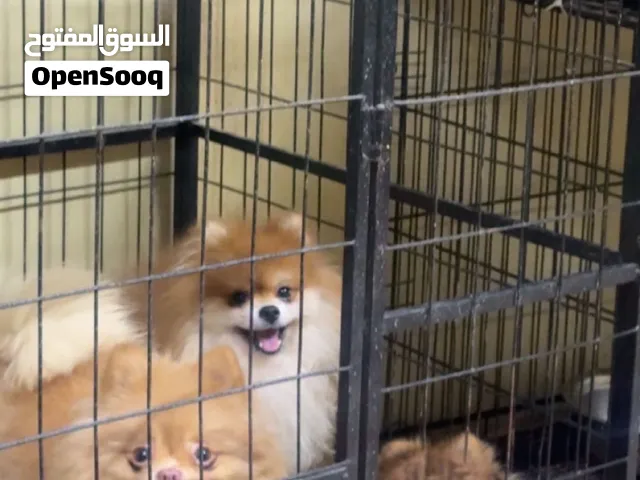بومرينيان انثى وذكر pomeranian